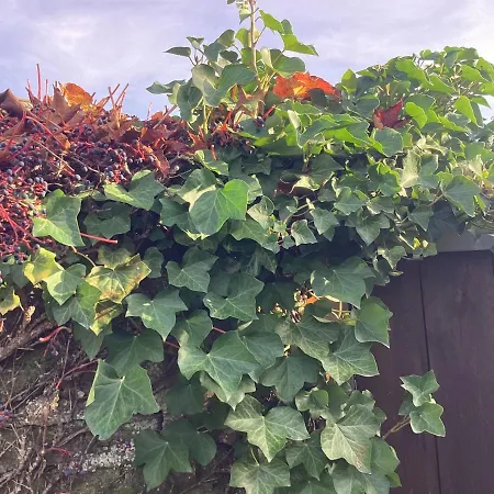 Haus Lies Lejlighed Rehfelde